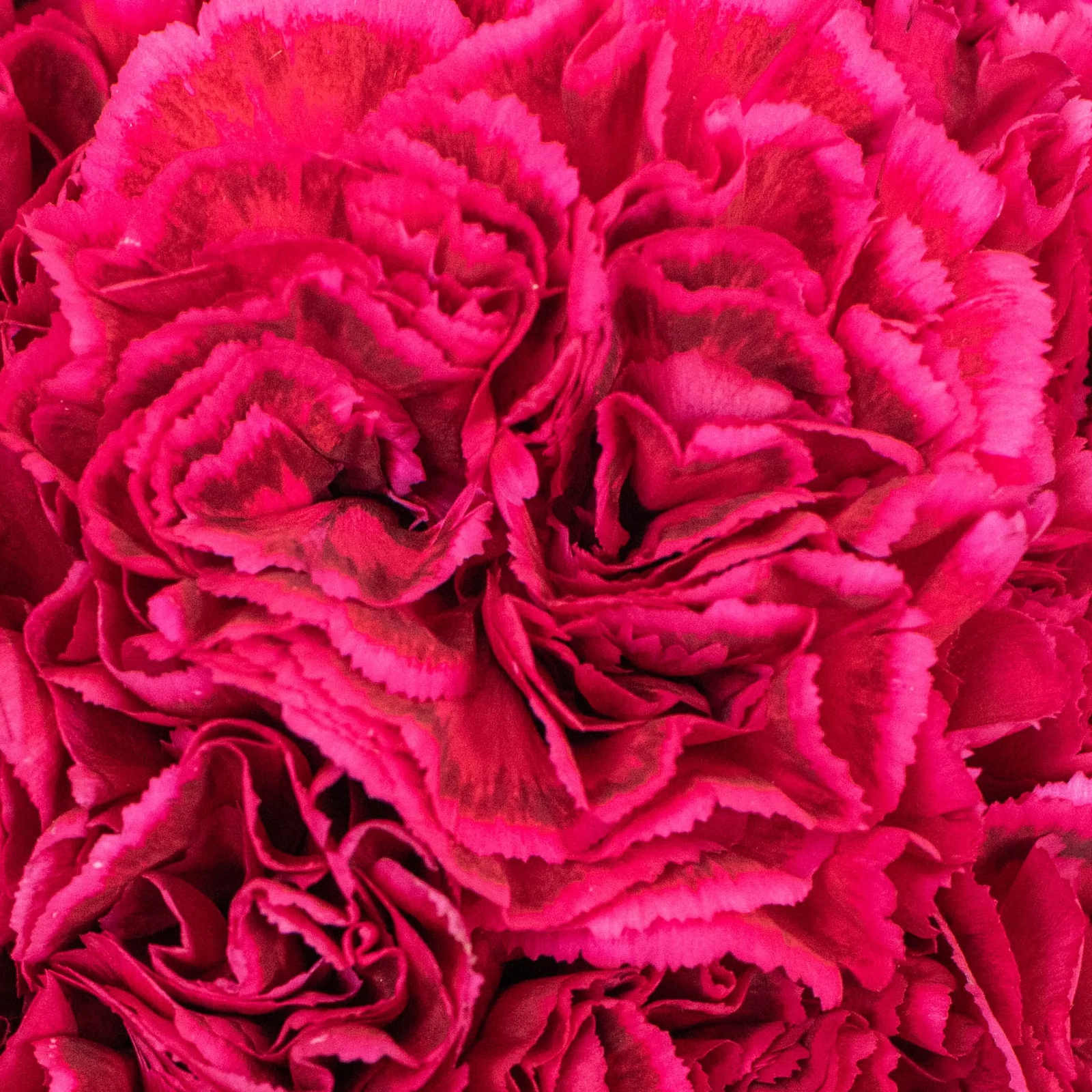 carnation dark pink