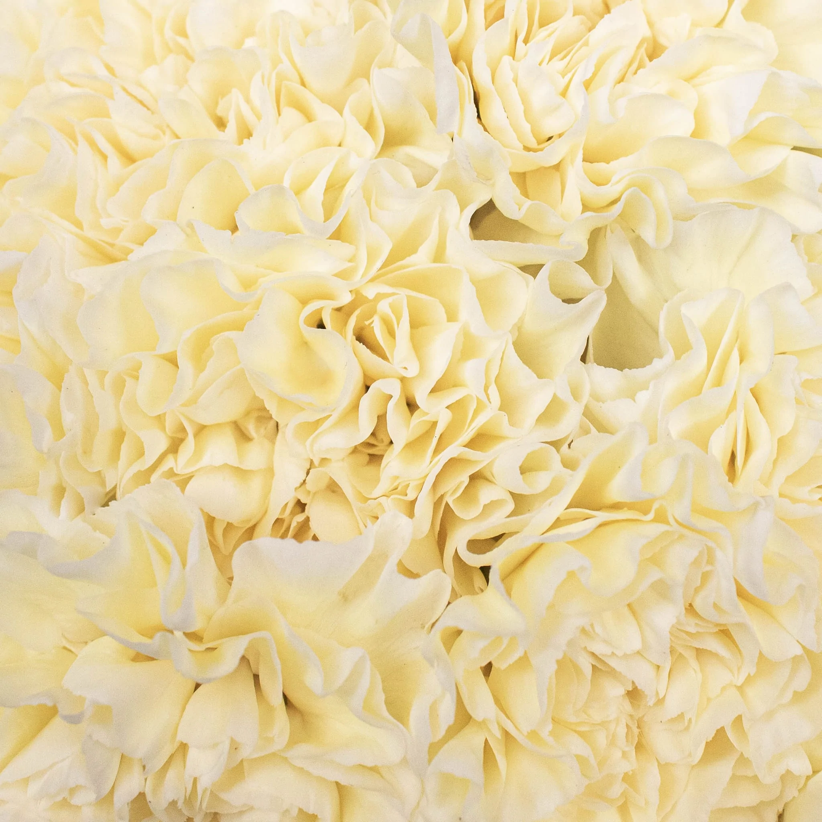 yellow carnation flowers