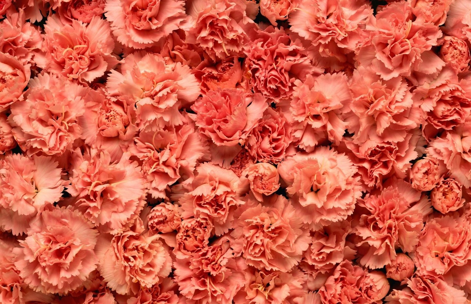 Carnation Peach