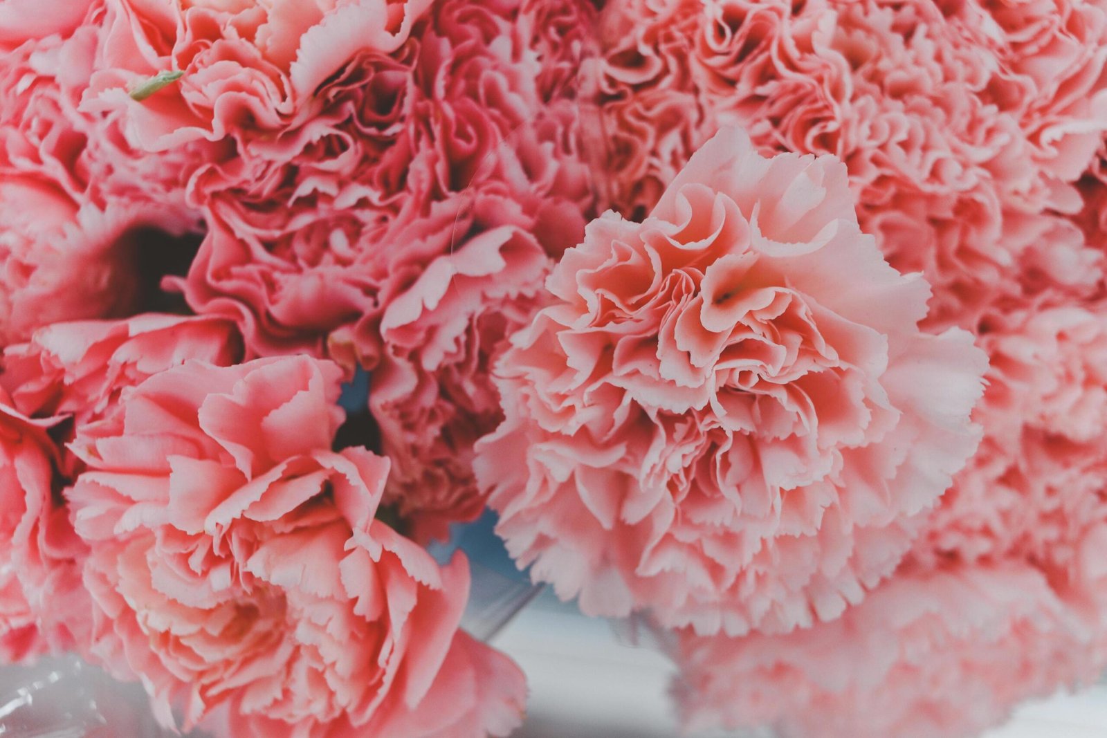 carnation pink