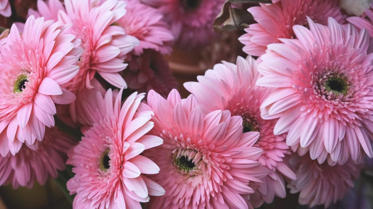 FRESH GERBERA