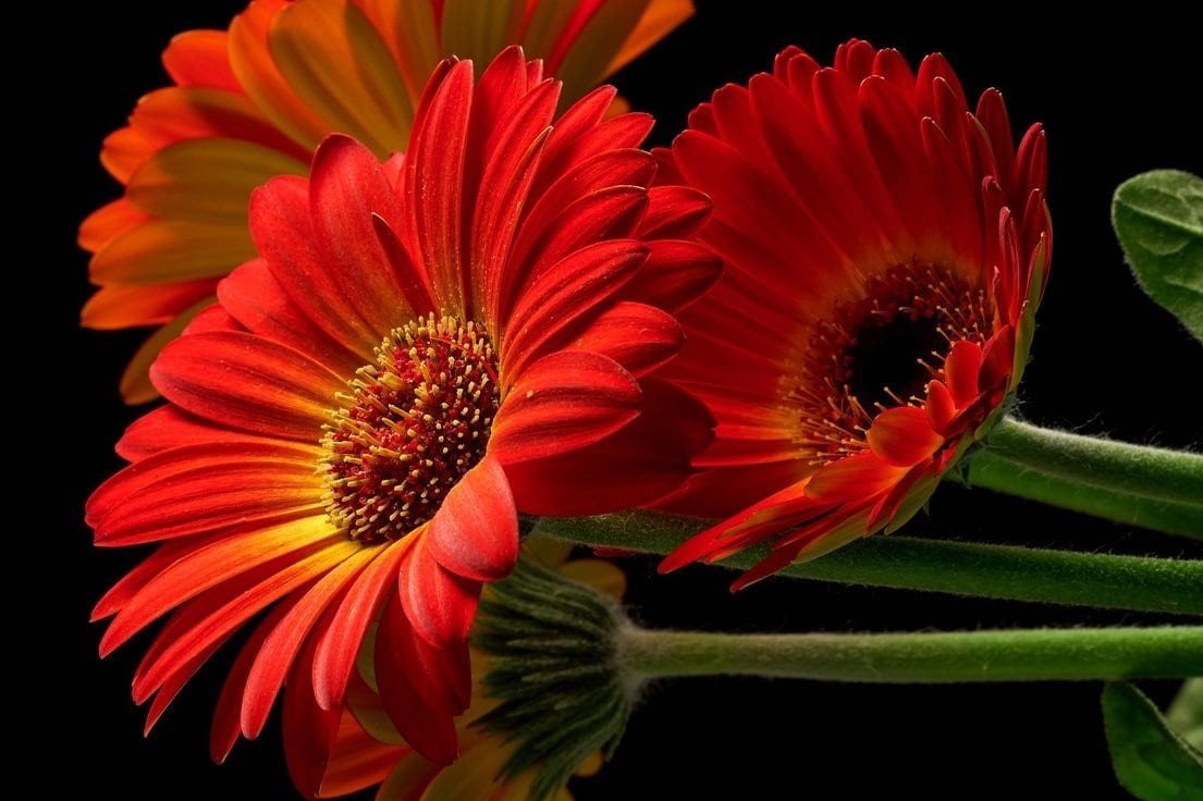 Gerbera