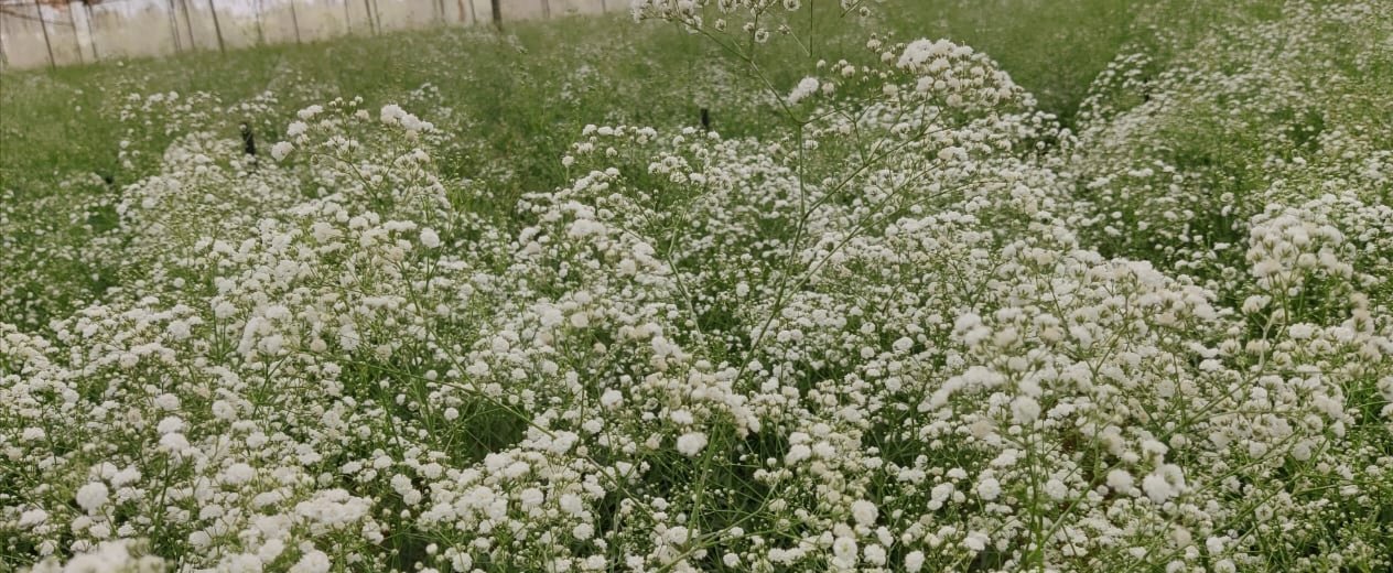Gypsophilia 2