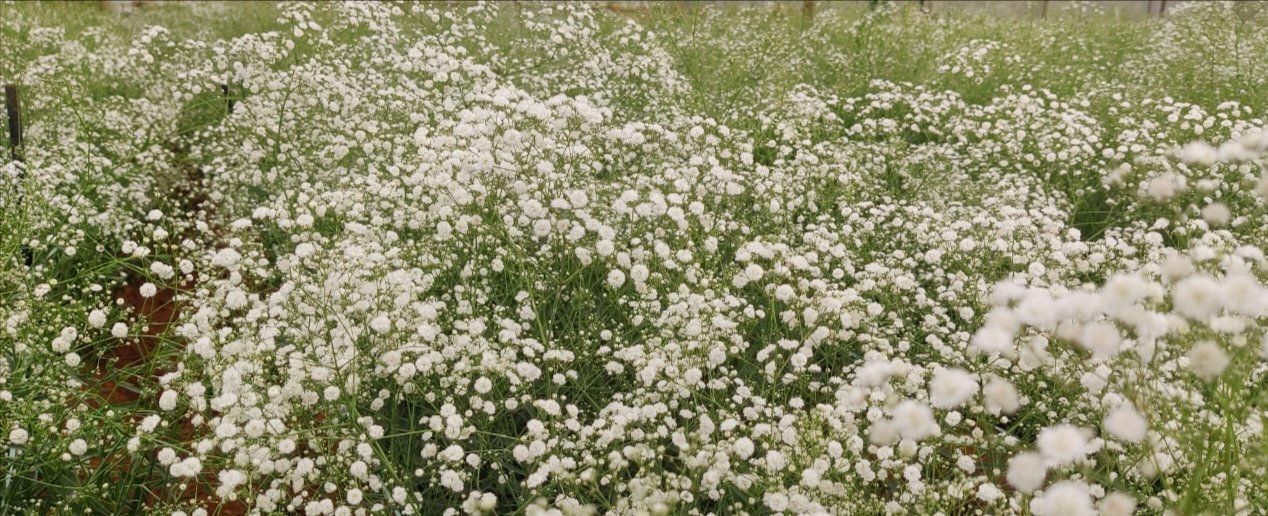 gypsophilia 1